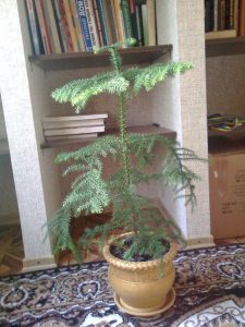 (65+ Photos & Vidéos) + Avis