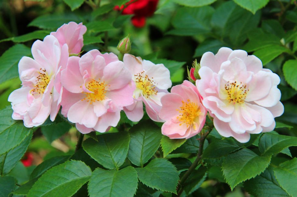 Des soins appropriés sont nécessaires pour un développement sain et une floraison luxuriante.