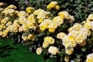 Roses Polyanthus: description de 11 variétés, caractéristiques de la culture à partir de graines à la maison (75+ Photos & Vidéos) + Avis