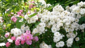 Roses Polyanthus: description de 11 variétés, caractéristiques de la culture à partir de graines à la maison (75+ Photos & Vidéos) + Avis