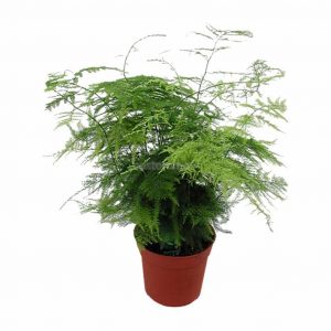 (50+ Photos & Vidéos) + Avis