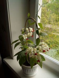 (65+ Photos & Vidéos) + Avis