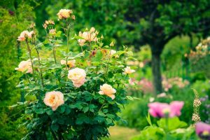 Roses Polyanthus: description de 11 variétés, caractéristiques de la culture à partir de graines à la maison (75+ Photos & Vidéos) + Avis