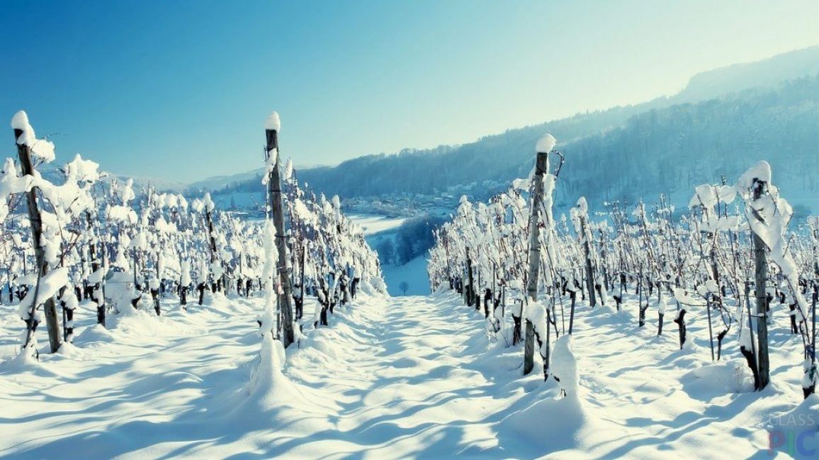 Raisins non couverts résistants à l'hiver