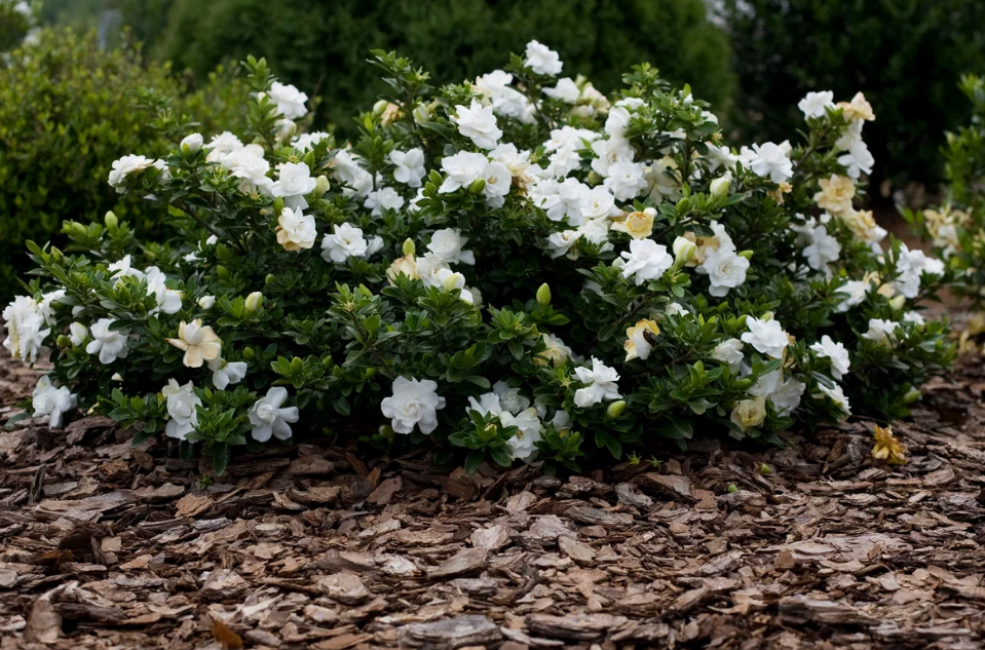 Arbuste à fleurs en pleine terre
