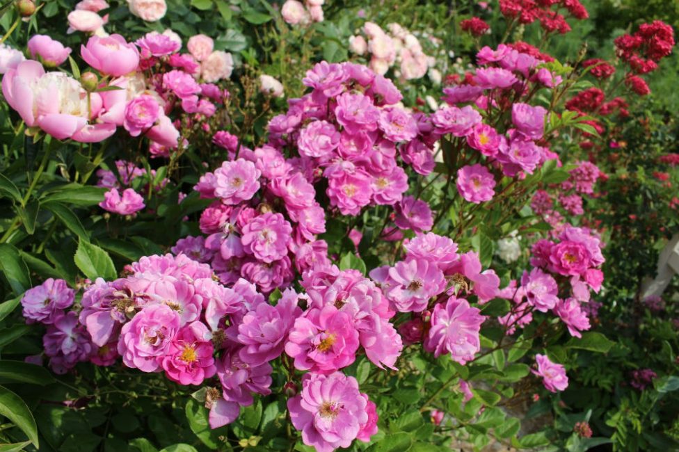 Floraison colorée pendant longtemps