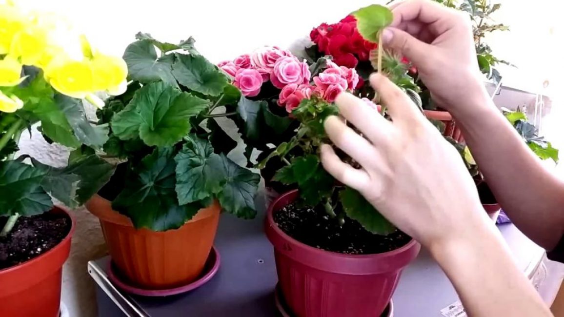 Bégonias du magasin