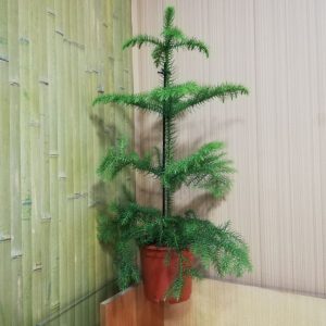 (65+ Photos & Vidéos) + Avis