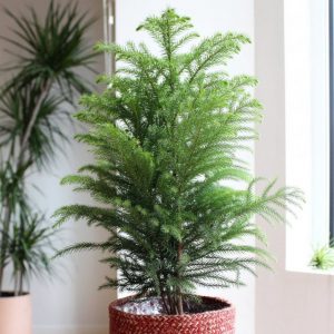 (65+ Photos & Vidéos) + Avis