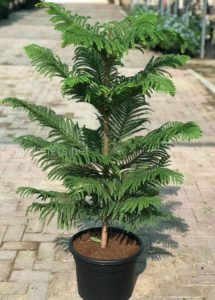 (65+ Photos & Vidéos) + Avis