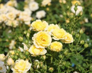 Roses Polyanthus: description de 11 variétés, caractéristiques de la culture à partir de graines à la maison (75+ Photos & Vidéos) + Avis