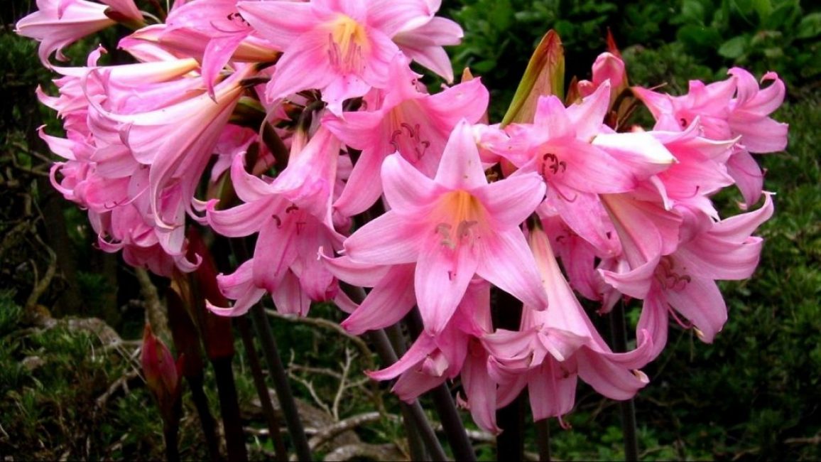Inflorescences rose lilas