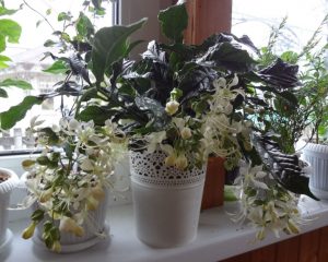 (65+ Photos & Vidéos) + Avis