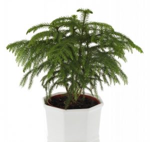 (65+ Photos & Vidéos) + Avis