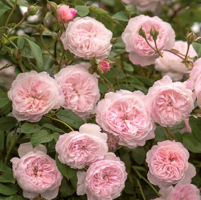 Le randonneur d'Albrighton