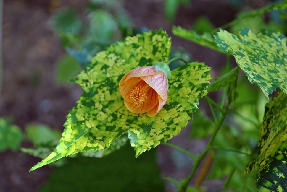 Abutilon rayé