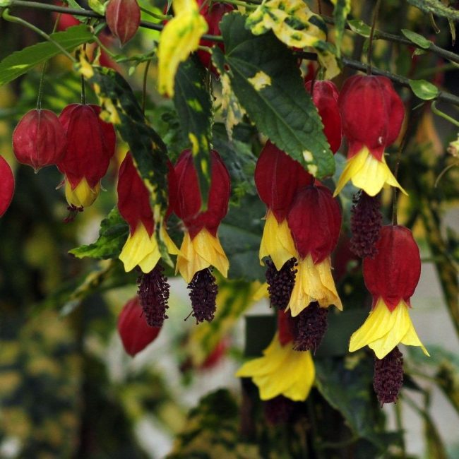 Abutilon mégapotame