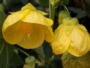 (50+ Photos & Vidéos) + Avis