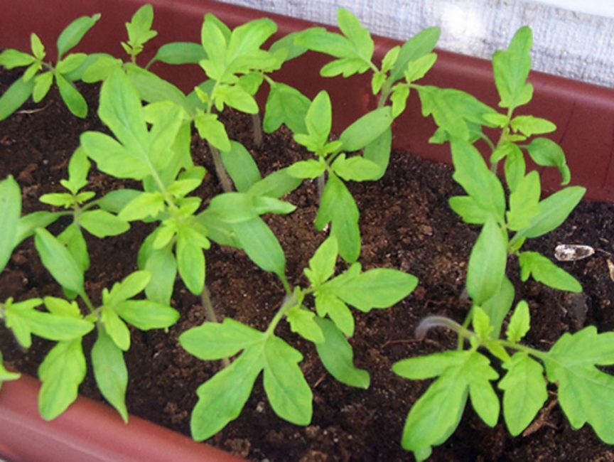 La chaleur est un facteur important