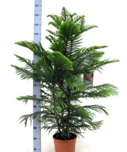 (65+ Photos & Vidéos) + Avis