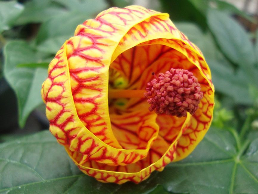 Abutilon Darwin (darwinii, hildenbrandii)