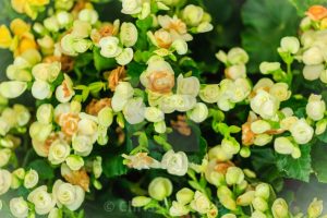 (45+ Photos & Vidéos) + Avis