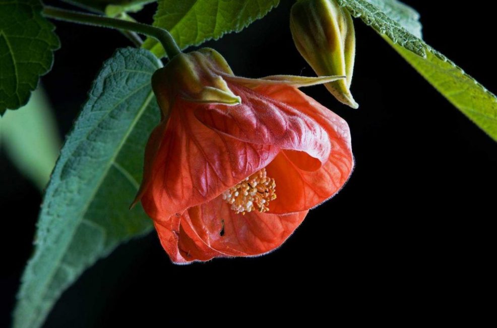 Abutilon hybride