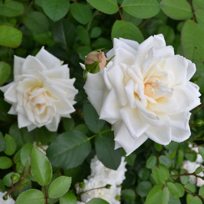 Ilse Couronne Supérieure