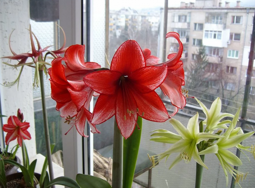Photo de fleurs sur le rebord de la fenêtre