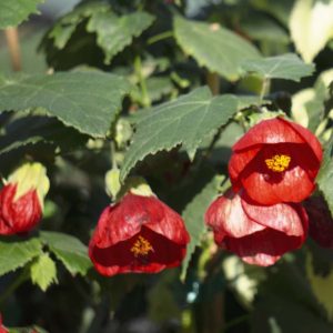 (50+ Photos & Vidéos) + Avis