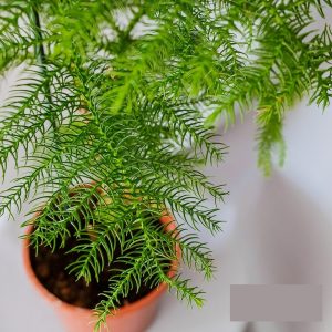 (65+ Photos & Vidéos) + Avis