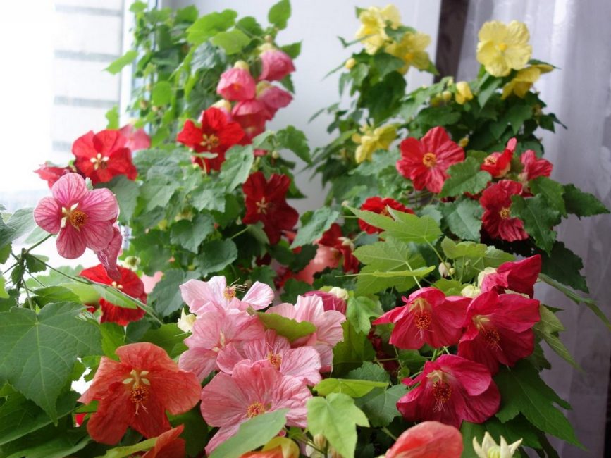 Abutilon - érable d'intérieur