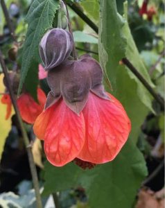 (50+ Photos & Vidéos) + Avis