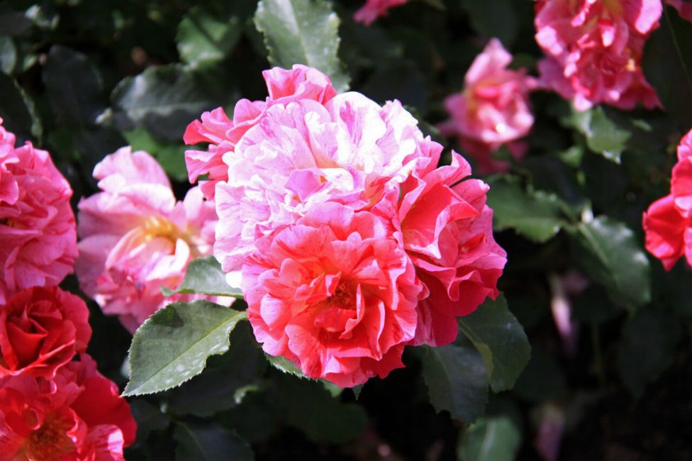 La beauté et la simplicité sont l'un des principaux avantages