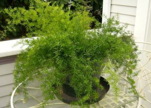 (50+ Photos & Vidéos) + Avis