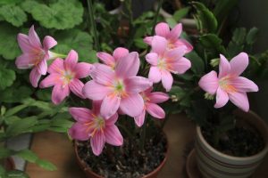 (60+ Photos & Vidéos) + Avis