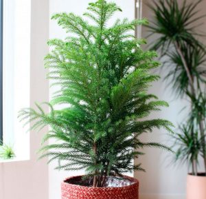 (65+ Photos & Vidéos) + Avis