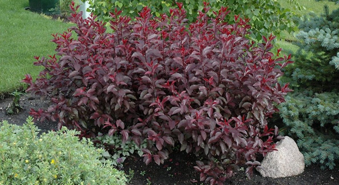 Variété de buisson de prune pendant la saison de croissance