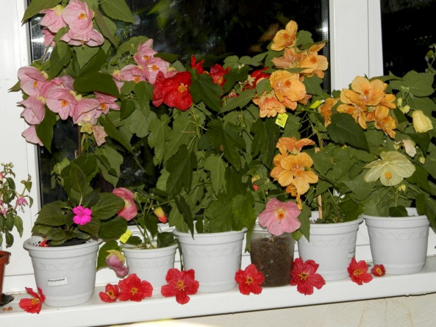 Abutilon sur le rebord de la fenêtre