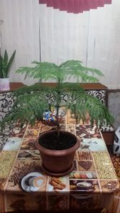 (65+ Photos & Vidéos) + Avis