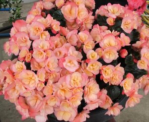 (45+ Photos & Vidéos) + Avis