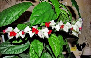 (65+ Photos & Vidéos) + Avis