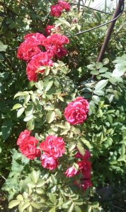 Roses Polyanthus: description de 11 variétés, caractéristiques de la culture à partir de graines à la maison (75+ Photos & Vidéos) + Avis