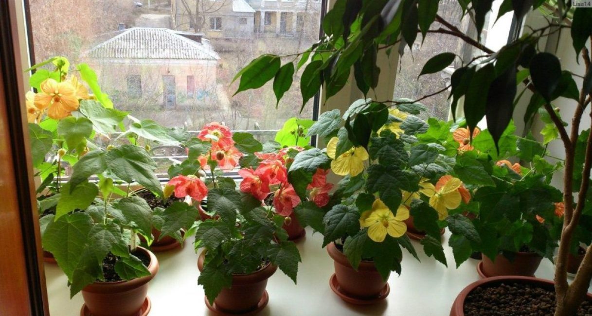 érable d'intérieur