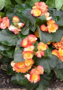 (45+ Photos & Vidéos) + Avis