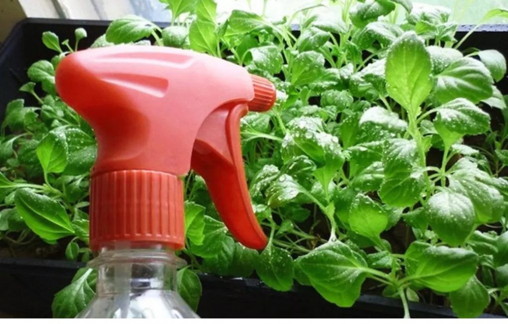 Pour l'arrosage, il est préférable d'utiliser un vaporisateur