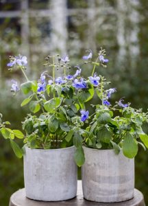 (65+ Photos & Vidéos) + Avis