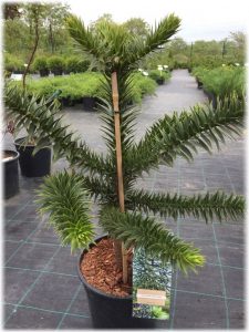 (65+ Photos & Vidéos) + Avis