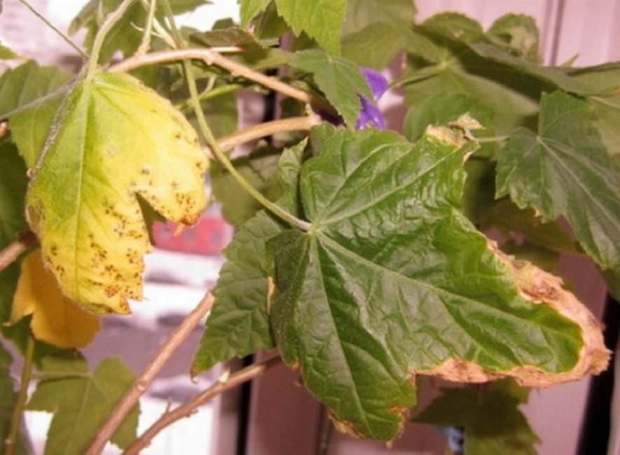 Érable d'intérieur malade