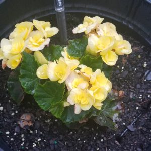 (45+ Photos & Vidéos) + Avis